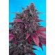 Dark Devil Outlet Sweet Seeds autofloreciente