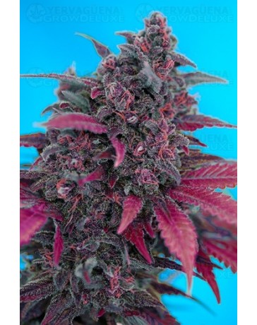 Dark Devil Outlet Sweet Seeds autofloreciente