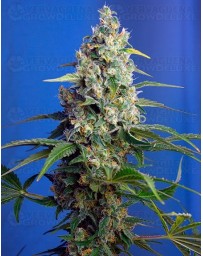 Honey Peach Auto CBD Outlet Sweet Seeds