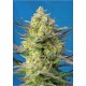 Sweet Cheese XL Auto Sweet Seeds Autofloreciente