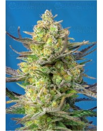 Sweet Cheese XL Auto Outlet Sweet Seeds Autofloreciente