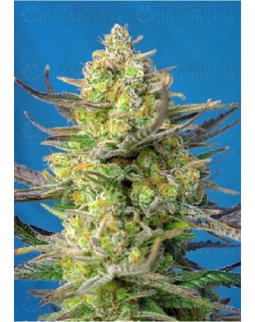 Sweet Cheese XL Auto Sweet Seeds Autofloreciente