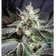 Black Jack Auto Sweet Seeds autofloreciente Outlet