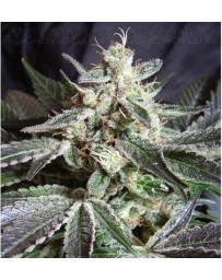 Black Jack Auto Sweet Seeds autofloreciente Outlet