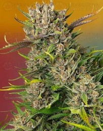 Papaya Zoap Auto SWEET SEEDS