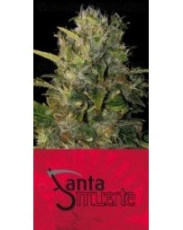 Santa Muerte Blim Burn
