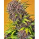 Diablo Rojo XL Auto SWEET SEEDS 