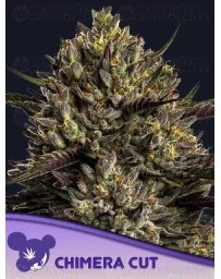 Chimera Cut - ANESIA SEEDS 