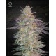 Super Lemon Haze x OGM - GREEN HOUSE SEEDS 