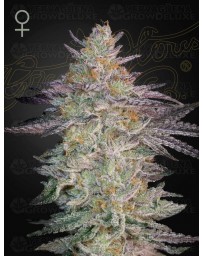 Super Lemon Haze x OGM - GREEN HOUSE SEEDS 