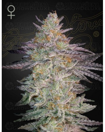 Super Lemon Haze x OGM - GREEN HOUSE SEEDS 