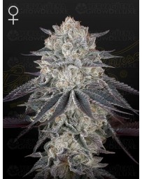 Super Lemon Haze x OGM - GREEN HOUSE SEEDS 