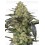Grapevine Candy Feminizada- SENSI SEEDS