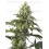 Cosmic Kiss Feminizada - SENSI SEEDS