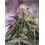 RS11 X BANANA OG STRAIN