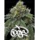 RS11 X BANANA OG STRAIN