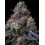 RAINBOW SHERBET STRAIN