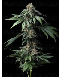 MENDO BREATH STRAIN