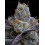 WHITE RUNTZ  - BARNEY'S FARM 