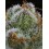 BLUE DREAM - BARNEY'S FARM 