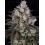 TRAINWRECK - BARNEY'S FARM 