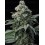 BRUCE BANNER - BARNEY'S FARM 