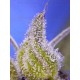 Permanent Jealousy XL Auto - SWEET SEEDS 