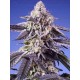 Permanent Jealousy XL Auto - SWEET SEEDS 