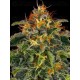 MOBY DICK - BARNEY'S FARM 