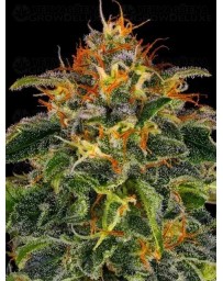 MOBY DICK - BARNEY'S FARM 