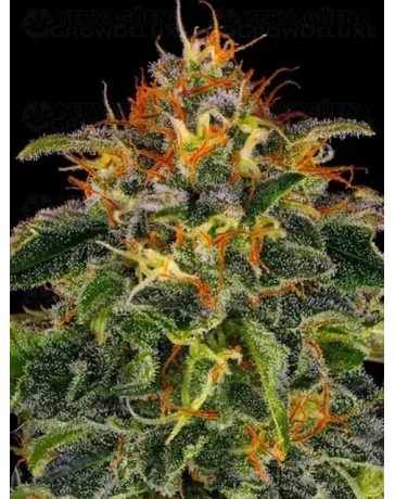 MOBY DICK - BARNEY'S FARM 