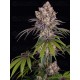 ICE CREAM CAKE - BARNEY'S FARM 