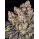ICE CREAM CAKE - BARNEY'S FARM 