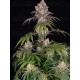 ICE CREAM CAKE - BARNEY'S FARM 