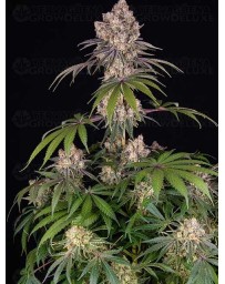 ICE CREAM CAKE - BARNEY'S FARM 