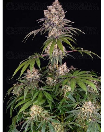 ICE CREAM CAKE - BARNEY'S FARM 
