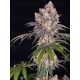 ICE CREAM CAKE - BARNEY'S FARM 