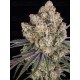 ICE CREAM CAKE - BARNEY'S FARM 
