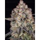 ICE CREAM CAKE - BARNEY'S FARM 