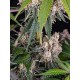 ICE CREAM CAKE - BARNEY'S FARM 