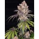 ICE CREAM CAKE - BARNEY'S FARM 