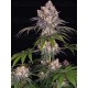 ICE CREAM CAKE - BARNEY'S FARM 