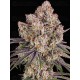 ICE CREAM CAKE - BARNEY'S FARM 
