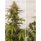 Auto Melonade Runtz - DUTCH PASSION 