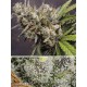 Auto Melonade Runtz - DUTCH PASSION 