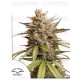 Auto Melonade Runtz - DUTCH PASSION 