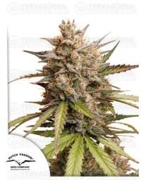 Auto Melonade Runtz - DUTCH PASSION 