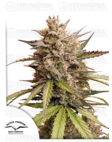 Auto Melonade Runtz - DUTCH PASSION 