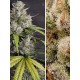 Auto Melonade Runtz - DUTCH PASSION 