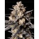 Apple Bananas - 00 SEEDS